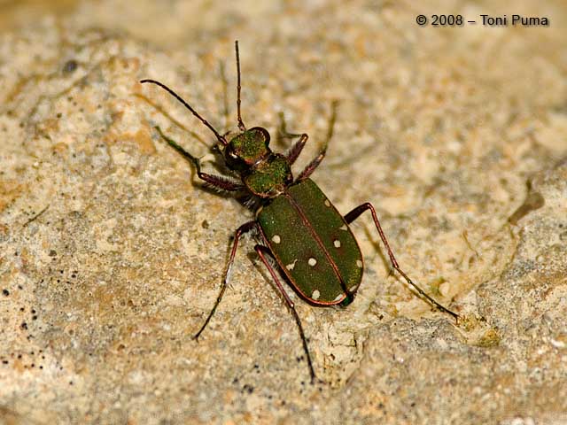 Cicindela primaverile